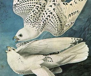 Audubon, John James