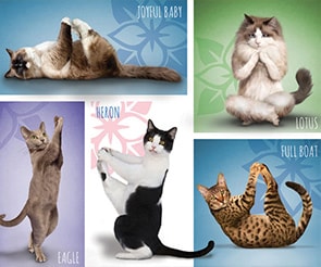 Yoga Dogs & Cats