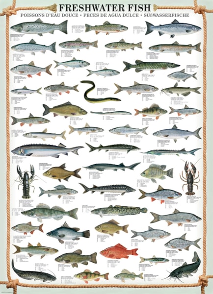 40x28 Fishing Chart in Animals