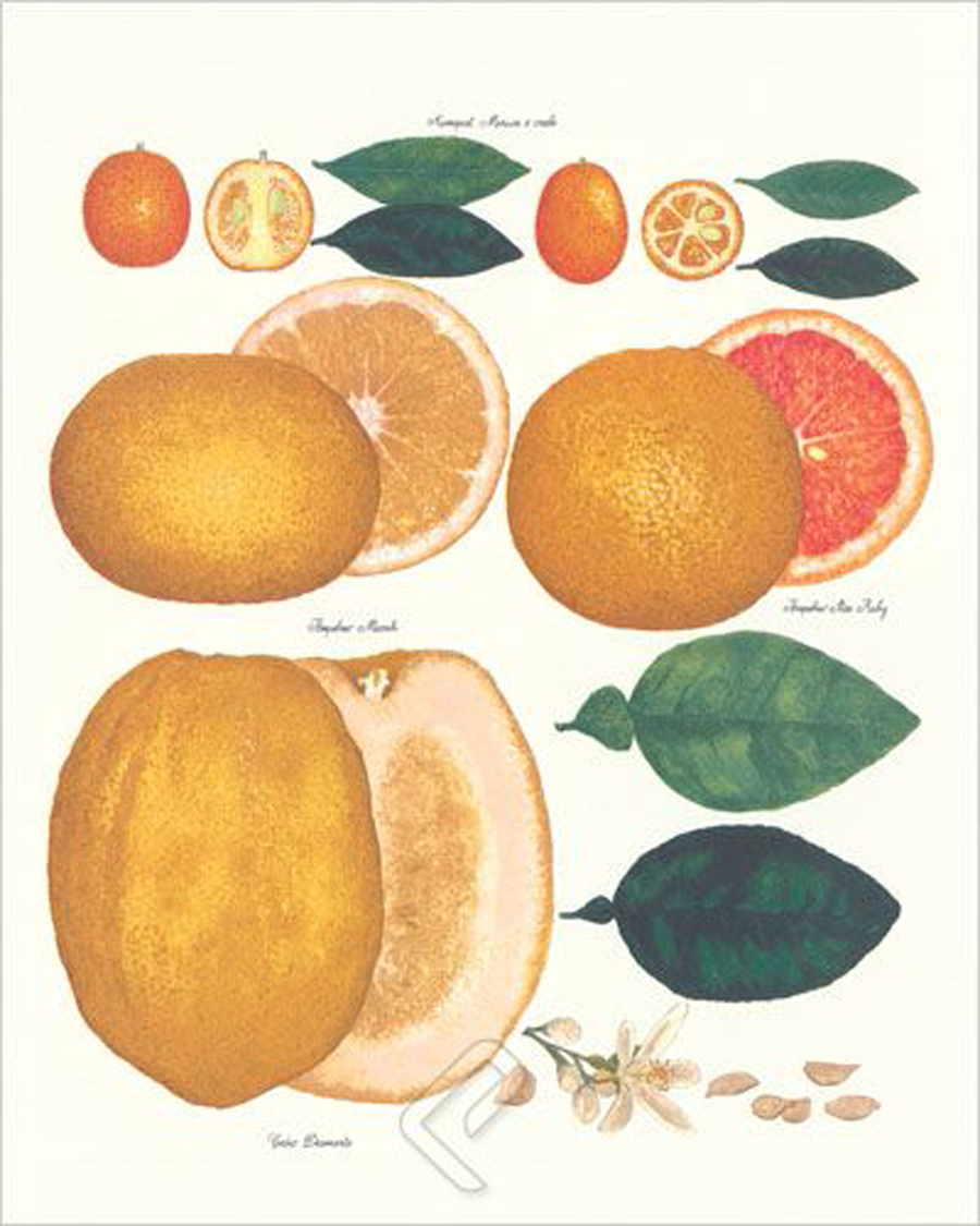 Kumquat & Grapefruit, Canvas