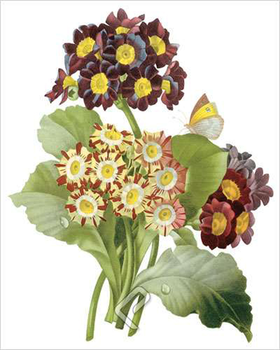 Auricula (bot. Primula auricula), Giclee Print on Canvas by Pierre