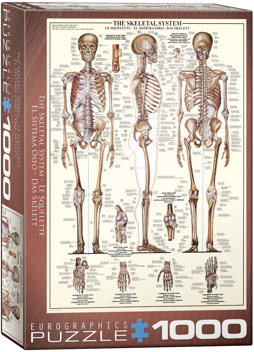 An anatomy-focused depiction of the adult human skeleton, centered on its 206 bones and skeletal structure.