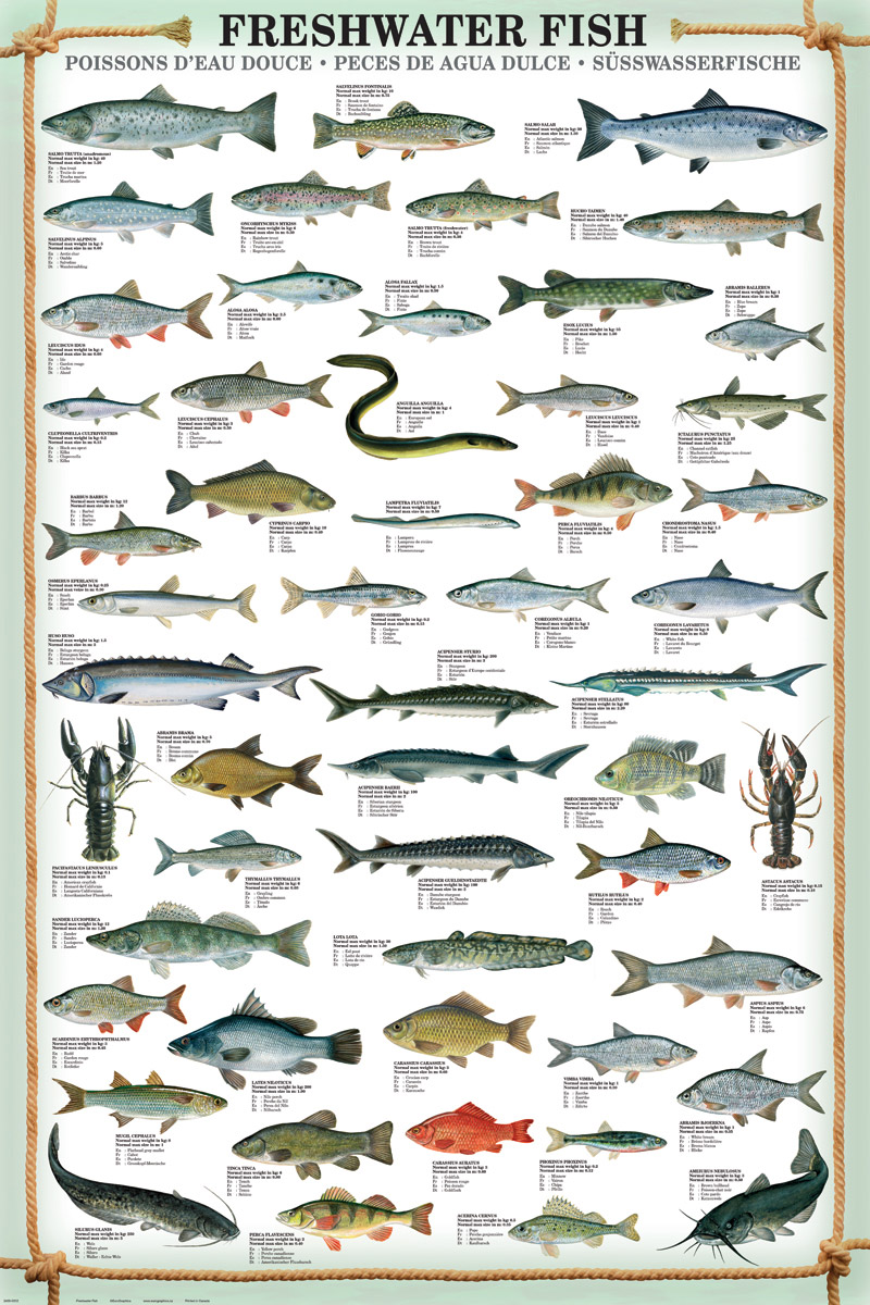 Freshwater Fish, Poster at Eurographics