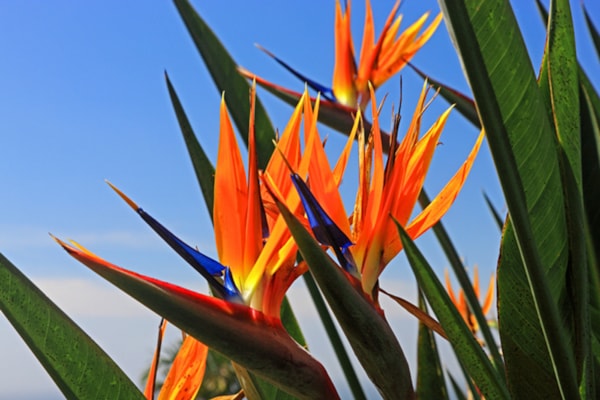 Bird of Paradise Flower (Strelitzia reginae), Madeira Island, Portugal at  Eurographics