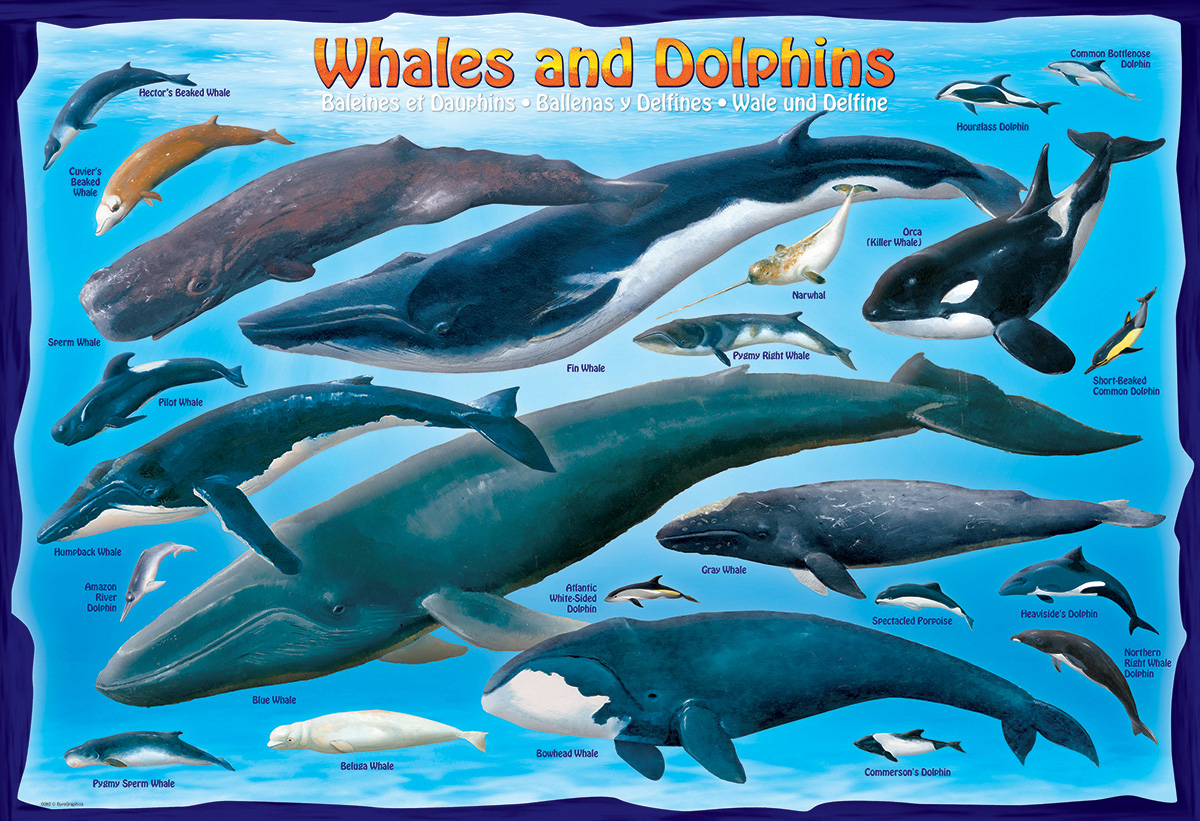 Whales & Dolphins puzzles at Eurographics
