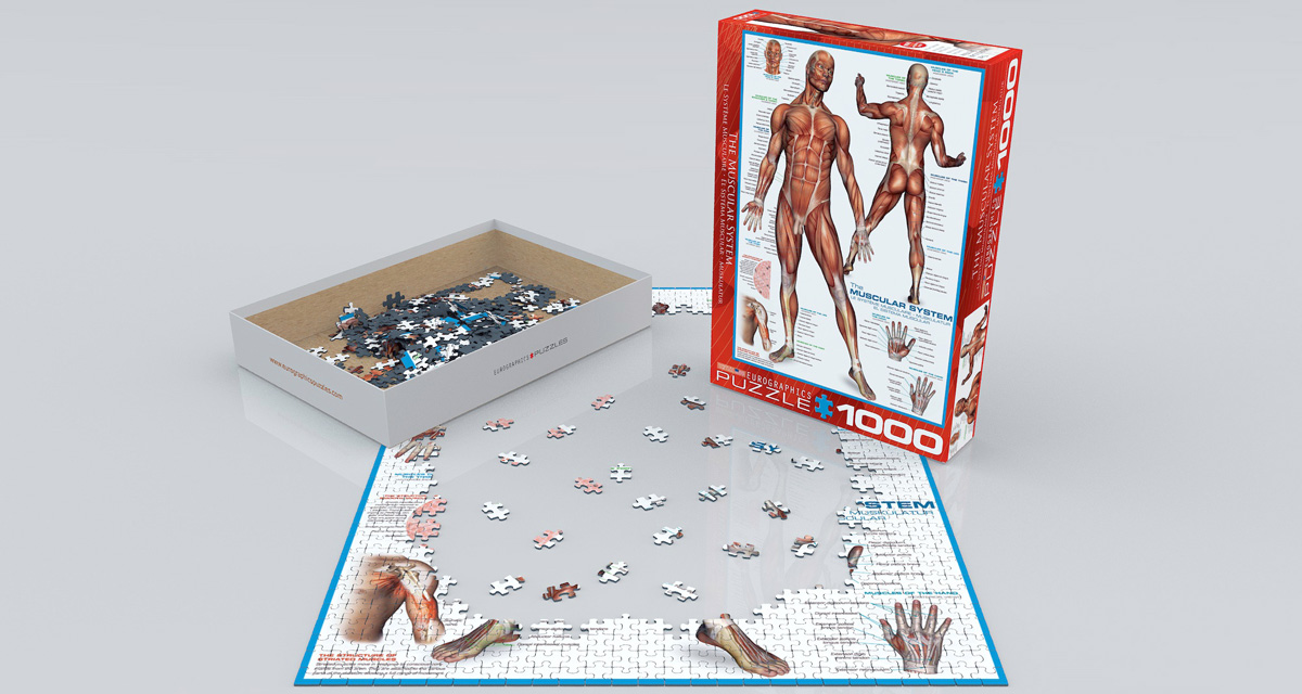 Puzzle 1000 pièces - Le système musculaire