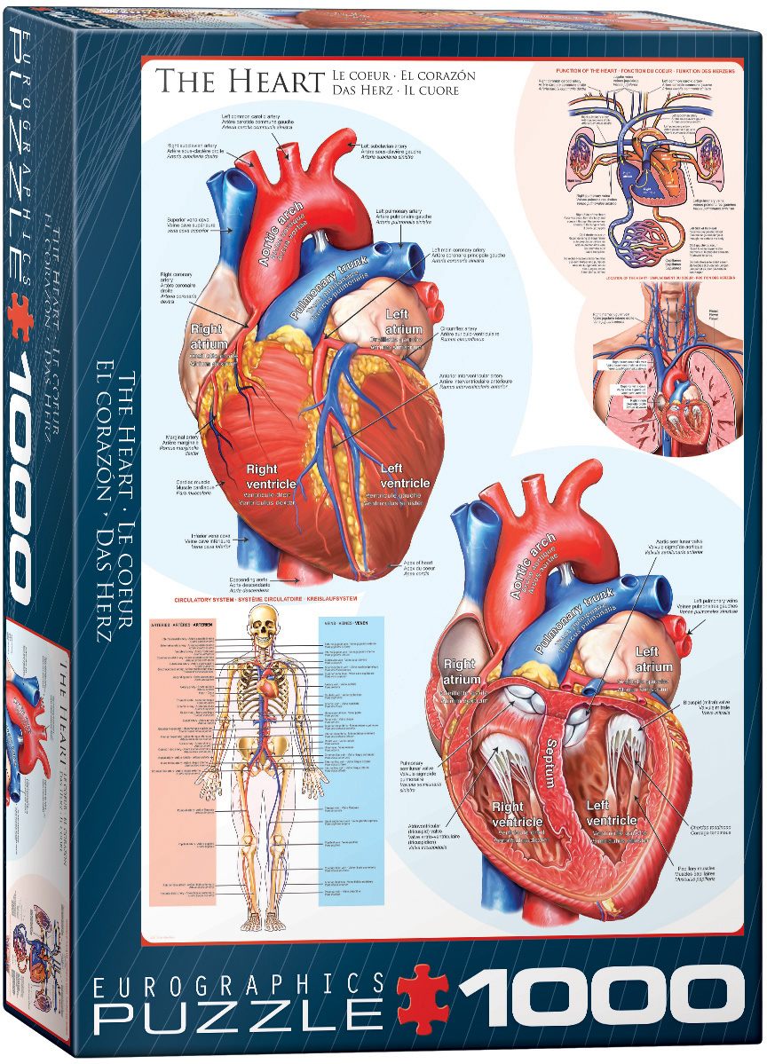 The Heart, Jigsaw Puzzle at Eurographics