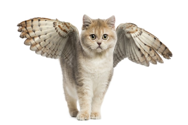 猫翼　CAT WING Winged Cat
