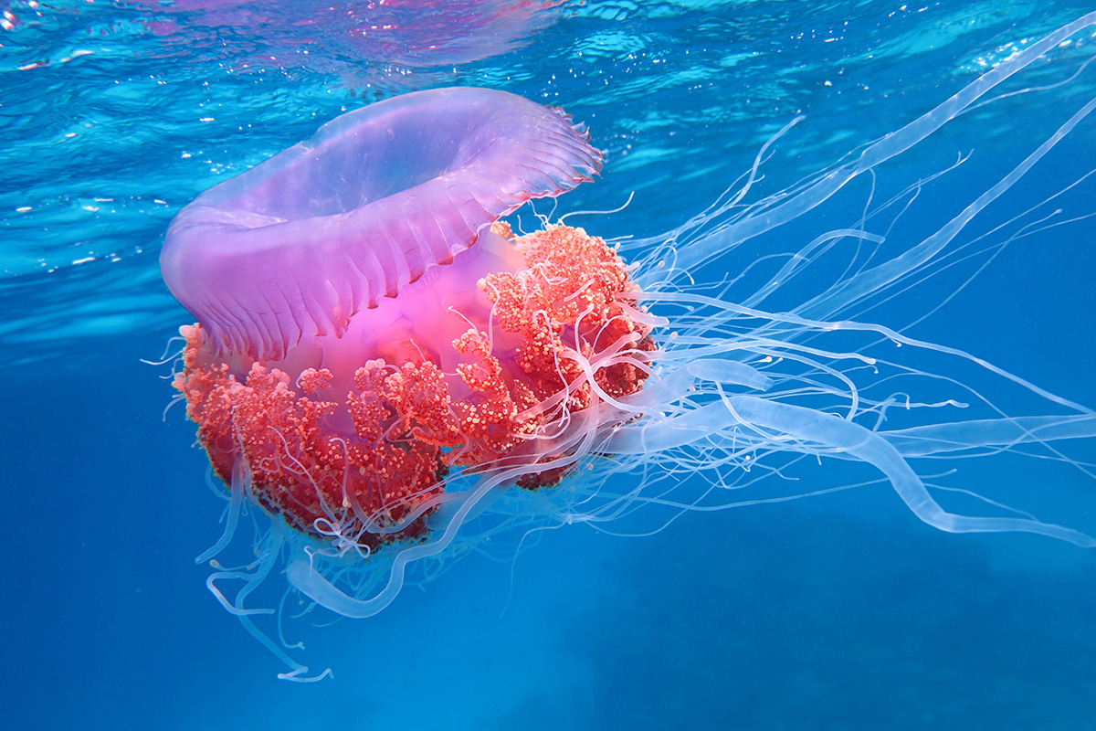 Pink Jellyfish at Eurographics