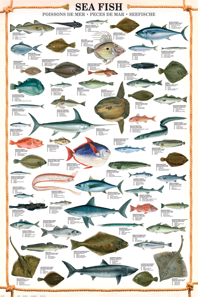 Sea Fish, Poster at Eurographics