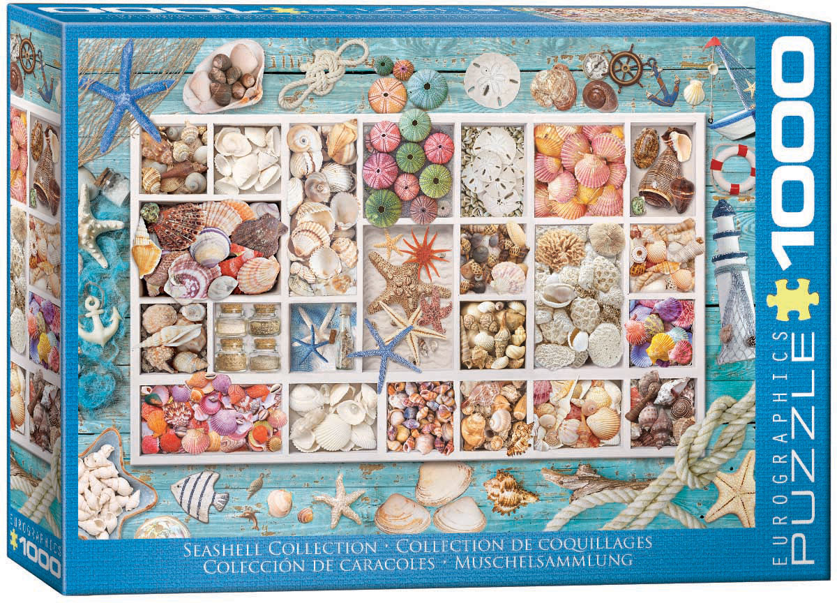 The pictured subject is an assortment of seashells, with the shells themselves carrying the visual focus as natural specimens.
