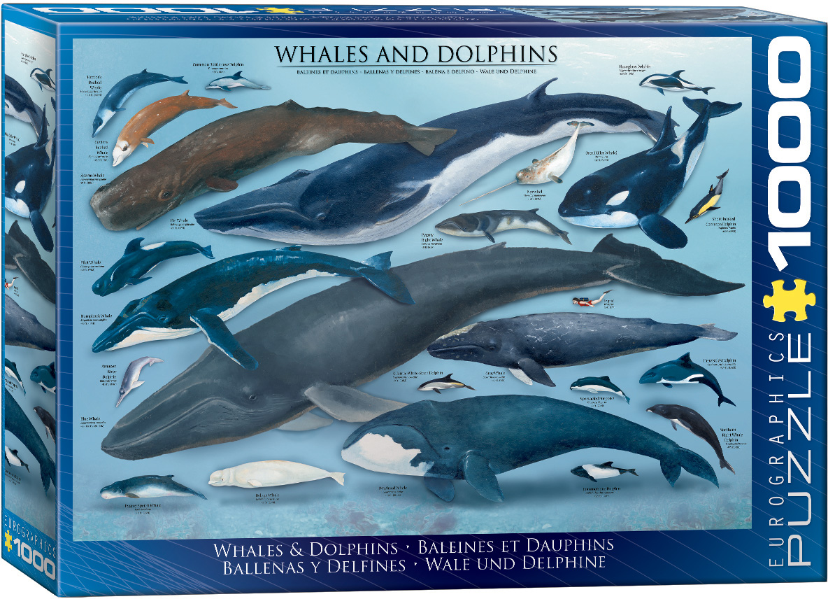 An underwater setting features bottlenose and hourglass dolphins alongside humpback, orca, and blue whales.