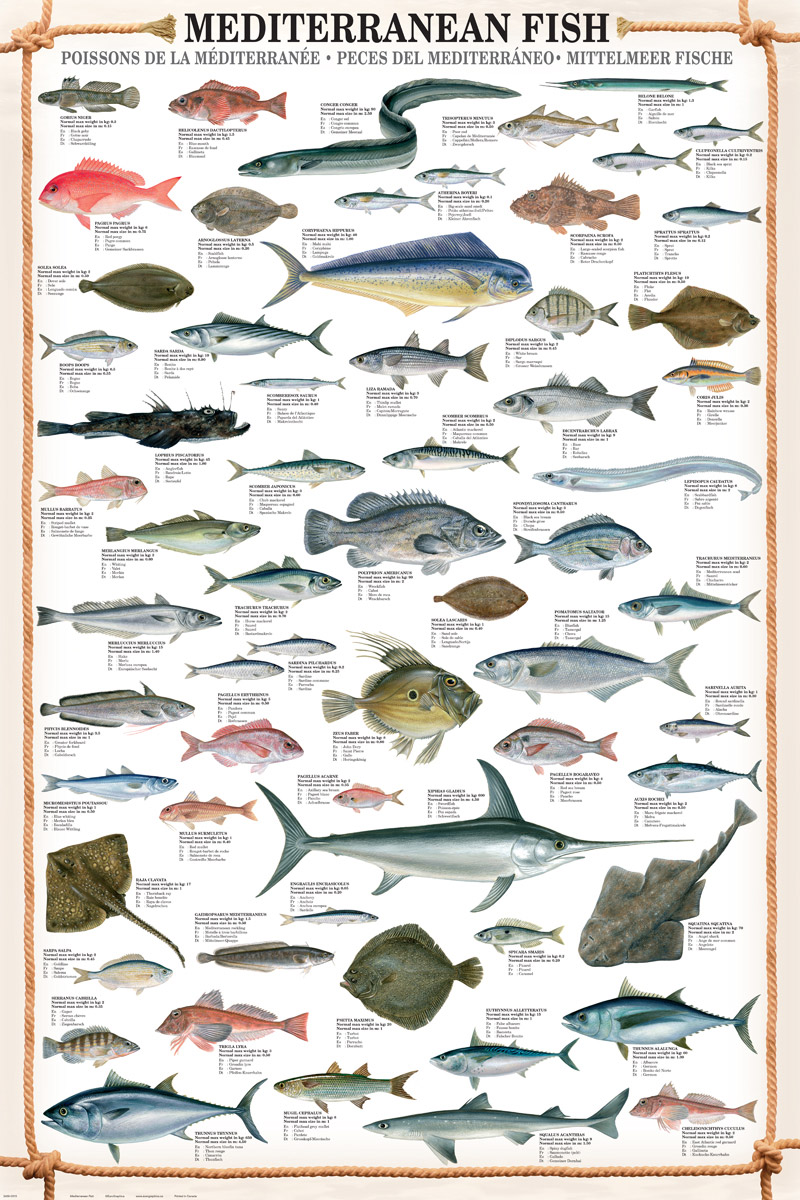 Mediterranean Fish, Poster at Eurographics