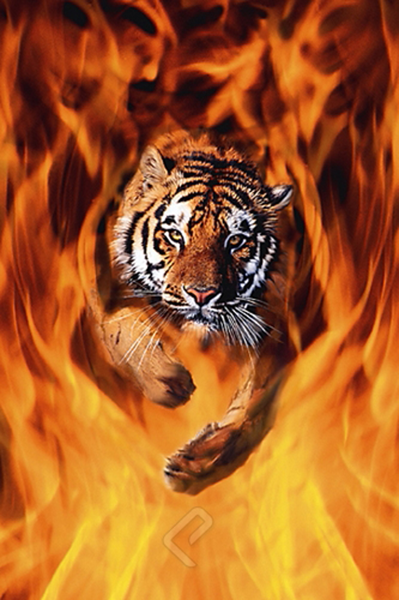 Bengal Tiger Jumping Through Flames at Eurographics
