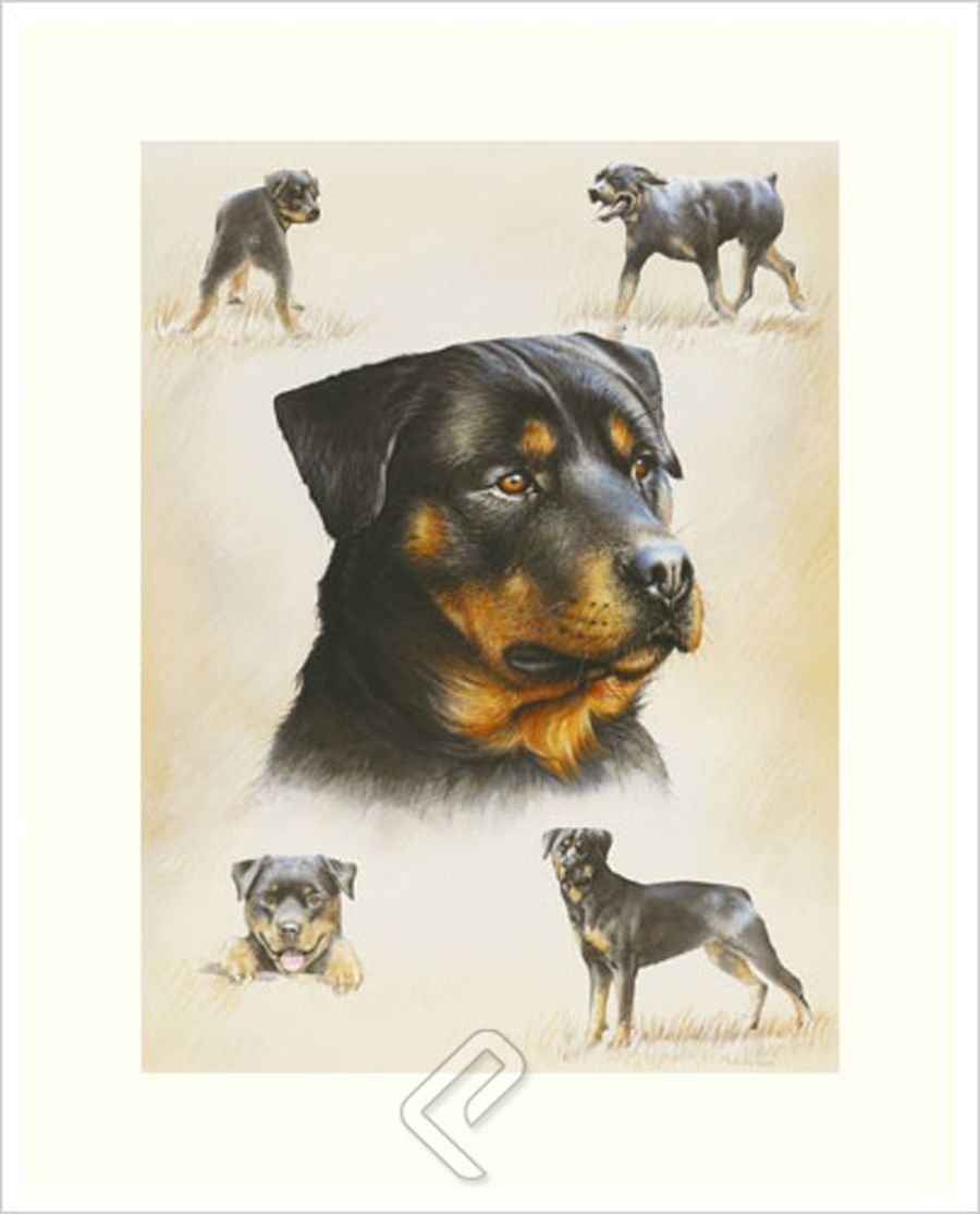 Rottweiler, Giclee Print on Photo Satin Paper by Libero Patrignani at ...