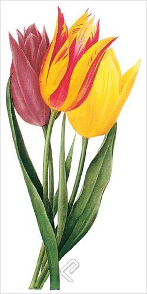 Tulip (bot. Tulipa gesneriana), Giclee Print on Canvas by Pierre-Joseph ...