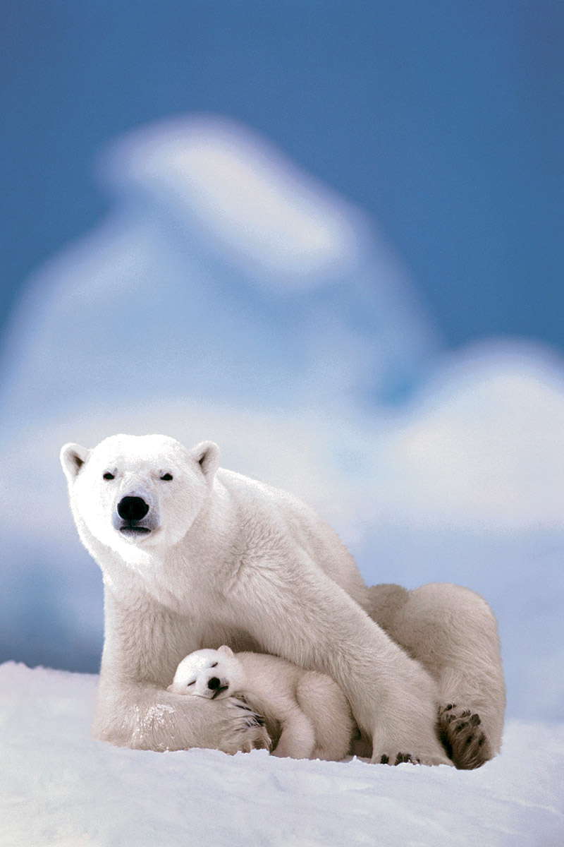 Polar Bear and Baby at Eurographics