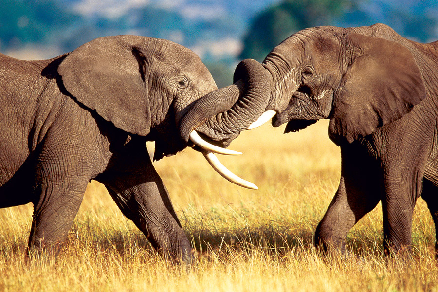 African Elephants Sparring at Eurographics