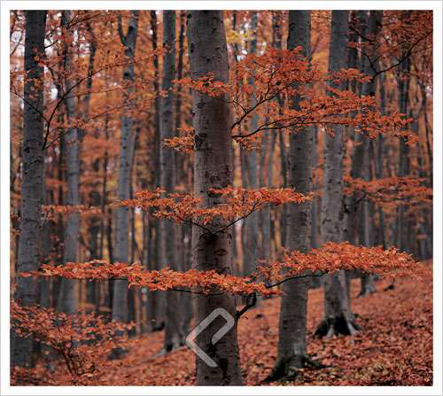 Autumn Forest Trees, Giclee Print on Canvas at Eurographics